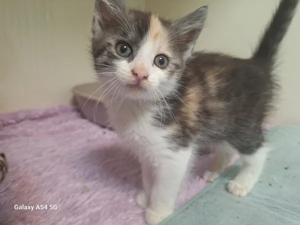 Kot do adopcji, Orzechowce, 4 czerwca 2024