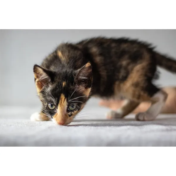 Znaleziono kota, Białystok, 18 maja 2024 (3/5)