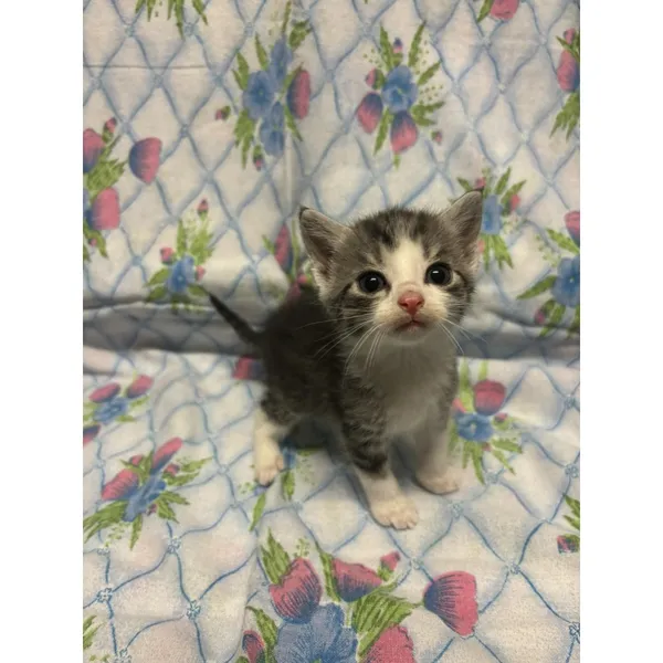 Znaleziono kota, Białystok, 3 czerwca 2024