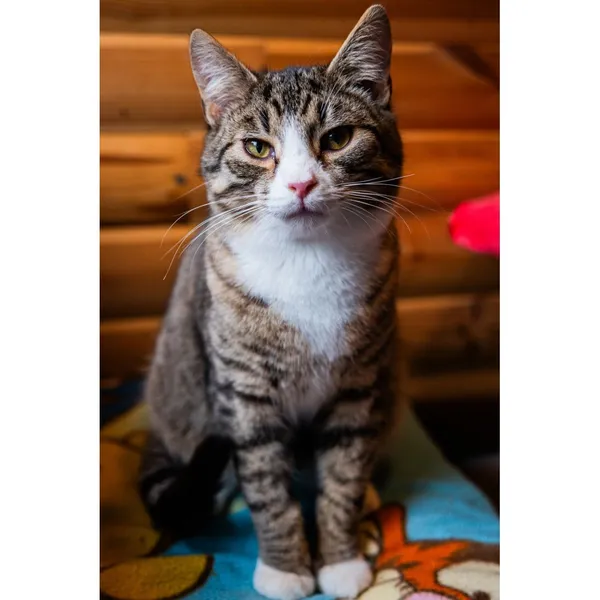 Znaleziono kota, Białystok, 3 czerwca 2024 (5/5)