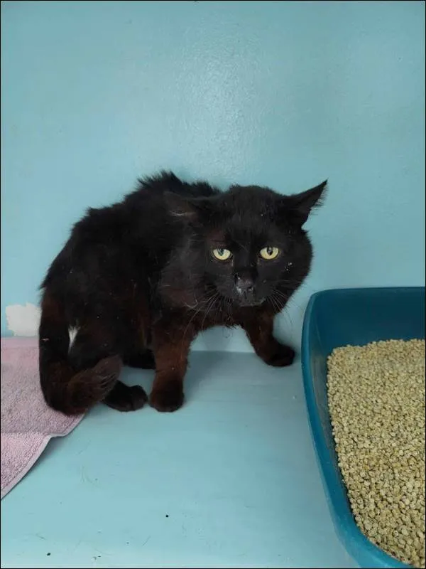 Znaleziono kota, Grudziądz, 4 czerwca 2024