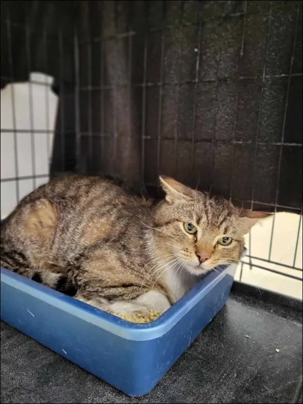 Znaleziono kota, Grudziądz, 4 czerwca 2024