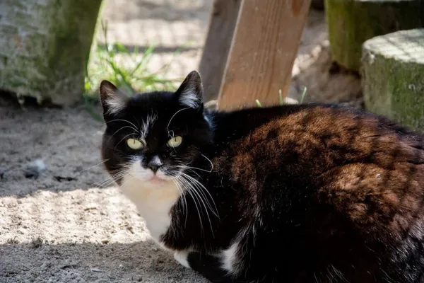 Kot do adopcji, Gdańsk, 4 czerwca 2024