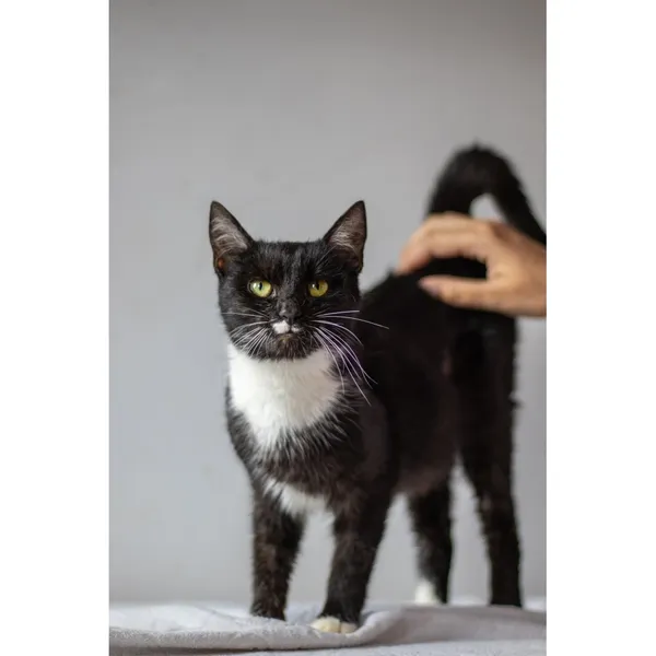 Znaleziono kota, Białystok, 29 maja 2024