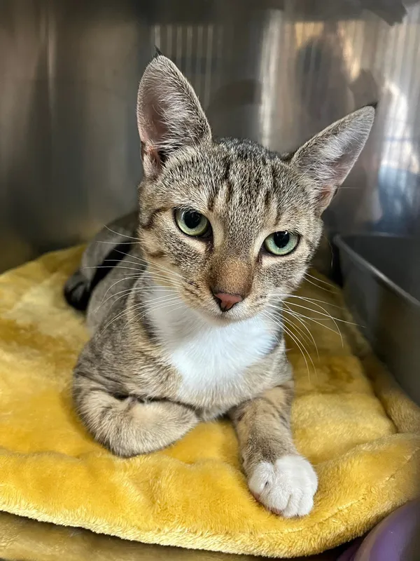 Kot do adopcji, Włocławek, 4 czerwca 2024 (2/3)