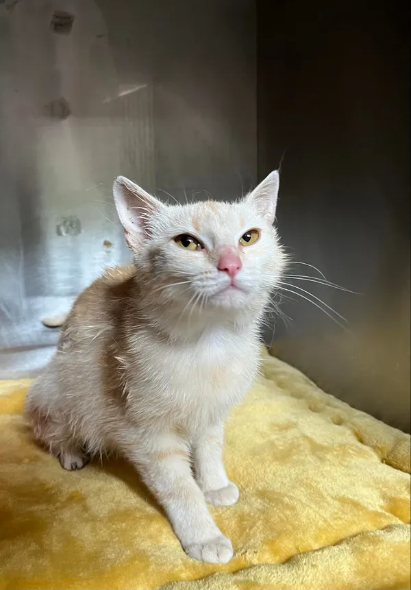 Kot do adopcji, Włocławek, 4 czerwca 2024 (2/2)