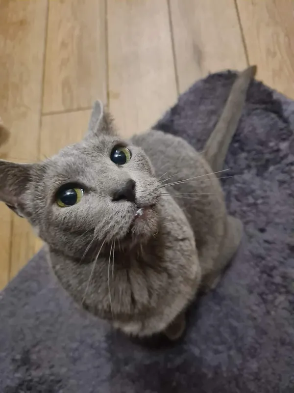 Zaginął kot, Jaworzno, Bory, 4 czerwca 2024 (2/2)