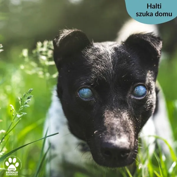 Pies do adopcji, Dąbrówka, 4 czerwca 2024 (1/5)