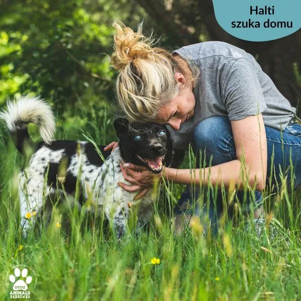 Pies do adopcji, Dąbrówka, 4 czerwca 2024 (3/5)