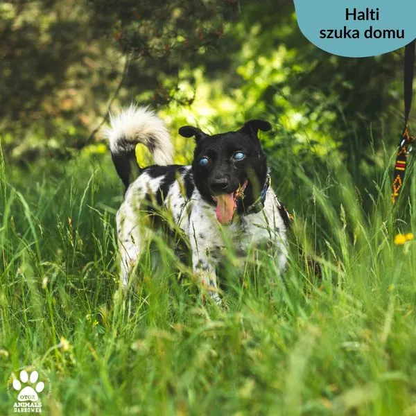 Pies do adopcji, Dąbrówka, 4 czerwca 2024 (4/5)