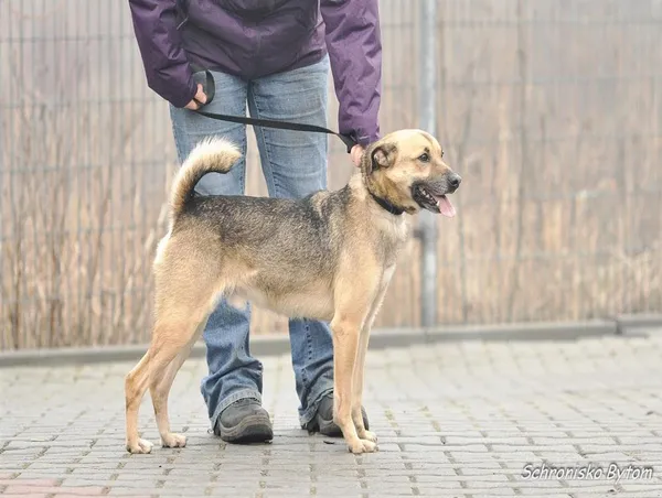 Pies do adopcji, Bytom, 4 czerwca 2024 (1/3)