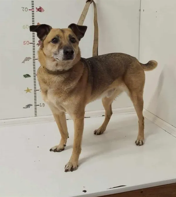 Pies do adopcji, Bytom, 4 czerwca 2024 (2/3)