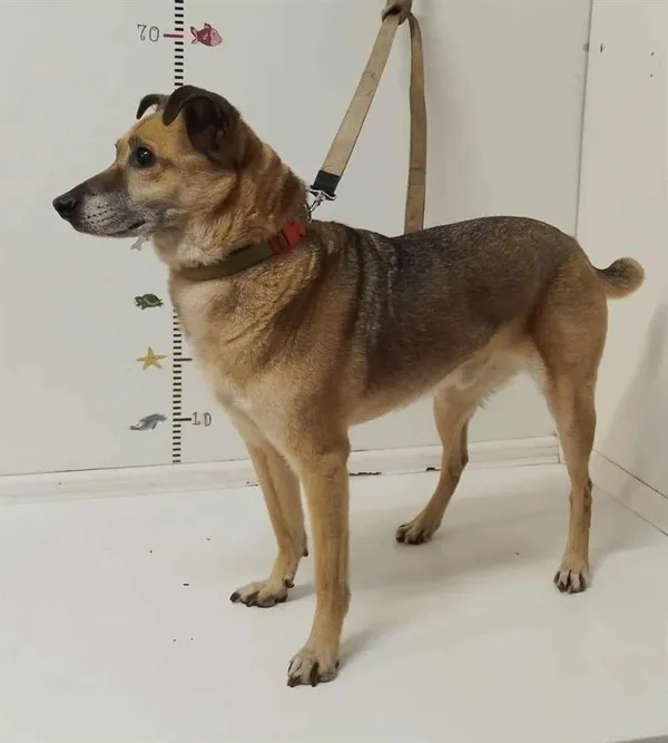 Pies do adopcji, Bytom, 4 czerwca 2024 (3/3)