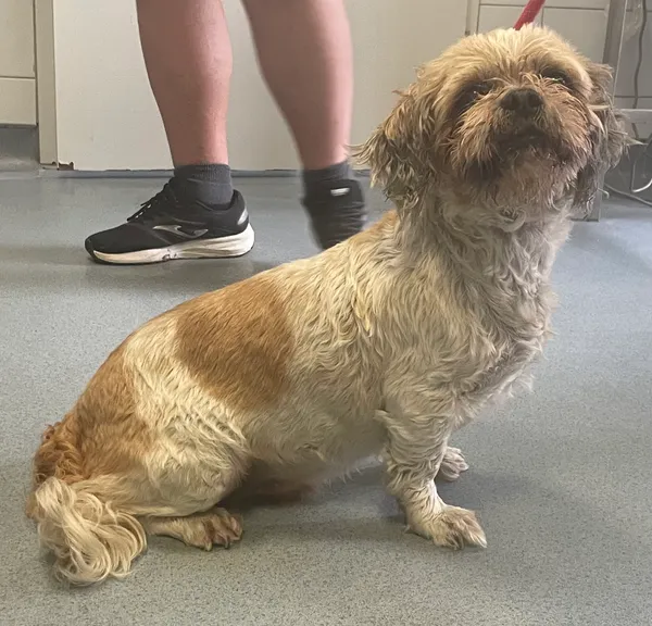 Znaleziono psa, Lublin, 4 czerwca 2024