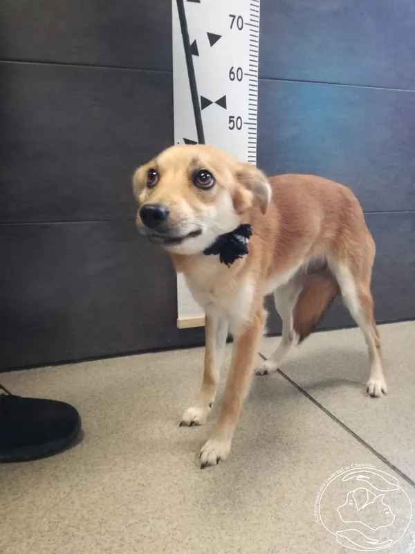 Znaleziono psa, Chełmek, 4 czerwca 2024