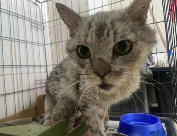 Znaleziono kota, Świdnica, 4 czerwca 2024