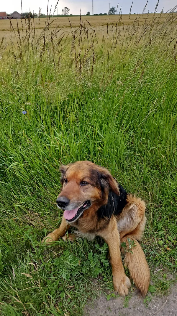 Zaginął pies, Samsieczno, 4 czerwca 2024 (1/2)