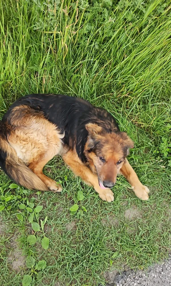 Zaginął pies, Samsieczno, 4 czerwca 2024 (2/2)