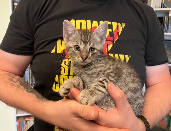 Kot do adopcji, Świdnica, 9 maja 2024