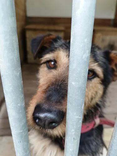 Pies do adopcji, Orzechowce, 3 czerwca 2024 (1/5)