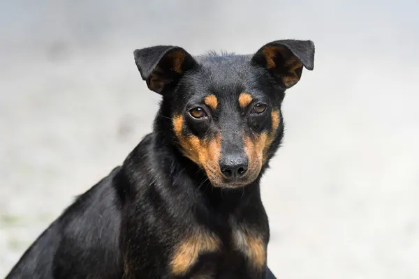 Pies do adopcji, Nowodwór, 4 czerwca 2024 (1/5)