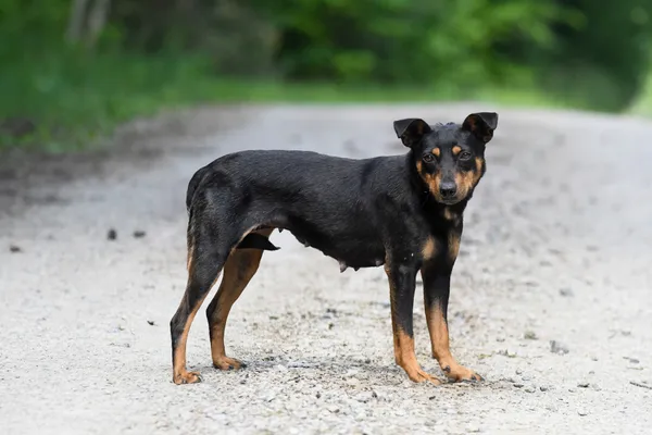 Pies do adopcji, Nowodwór, 4 czerwca 2024 (2/5)