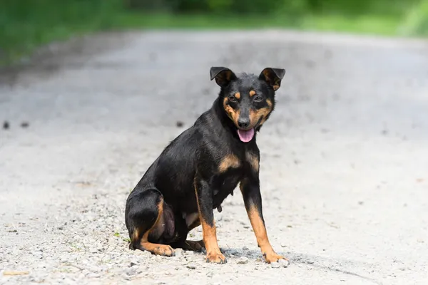 Pies do adopcji, Nowodwór, 4 czerwca 2024 (3/5)