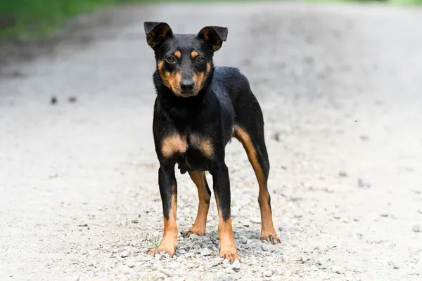 Pies do adopcji, Nowodwór, 4 czerwca 2024 (4/5)