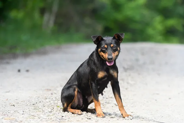 Pies do adopcji, Nowodwór, 4 czerwca 2024 (5/5)