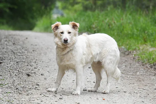 Pies do adopcji, Nowodwór, 4 czerwca 2024 (1/5)