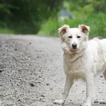 Pies do adopcji