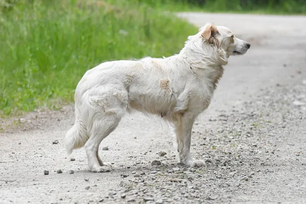 Pies do adopcji, Nowodwór, 4 czerwca 2024 (3/5)