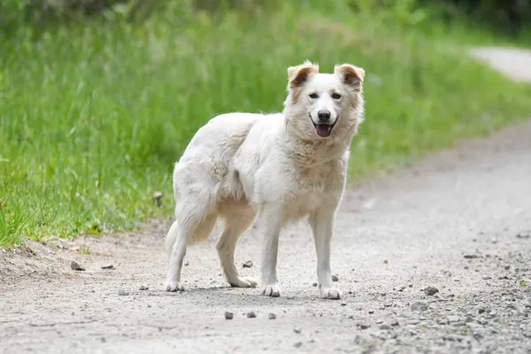 Pies do adopcji, Nowodwór, 4 czerwca 2024 (4/5)