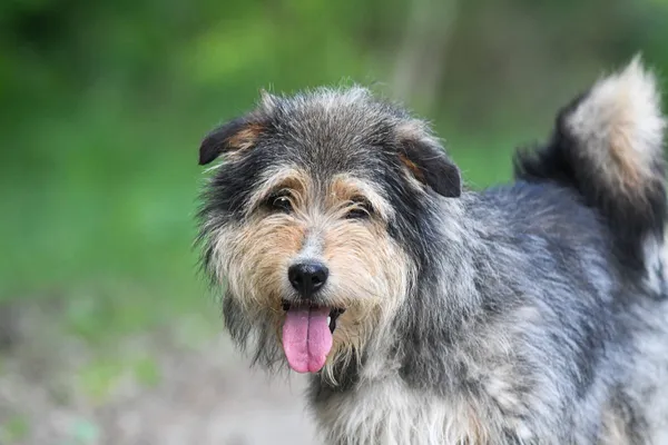 Pies do adopcji, Nowodwór, 4 czerwca 2024 (1/5)