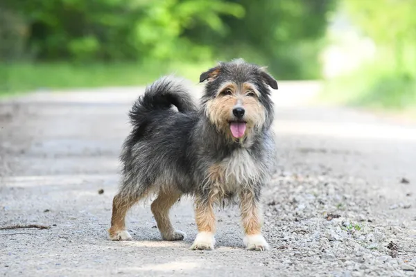 Pies do adopcji, Nowodwór, 4 czerwca 2024 (2/5)