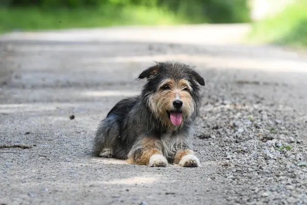 Pies do adopcji, Nowodwór, 4 czerwca 2024 (3/5)