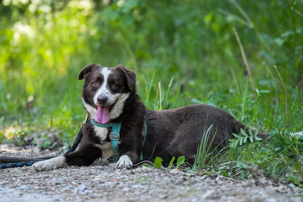 Pies do adopcji, Nowodwór, 4 czerwca 2024 (1/5)