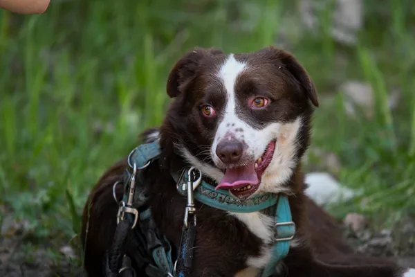 Pies do adopcji, Nowodwór, 4 czerwca 2024 (4/5)