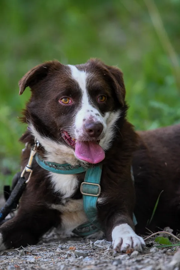 Pies do adopcji, Nowodwór, 4 czerwca 2024 (5/5)