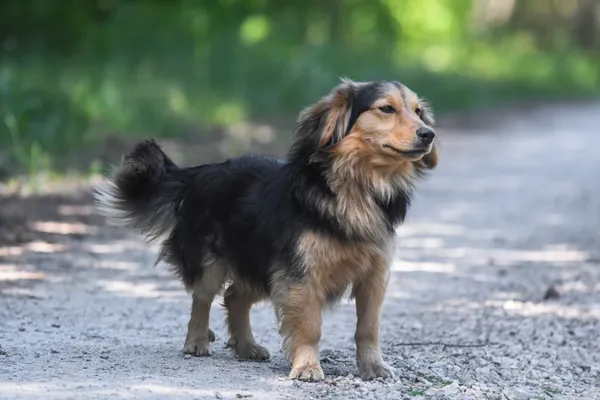 Pies do adopcji, Nowodwór, 4 czerwca 2024 (1/5)