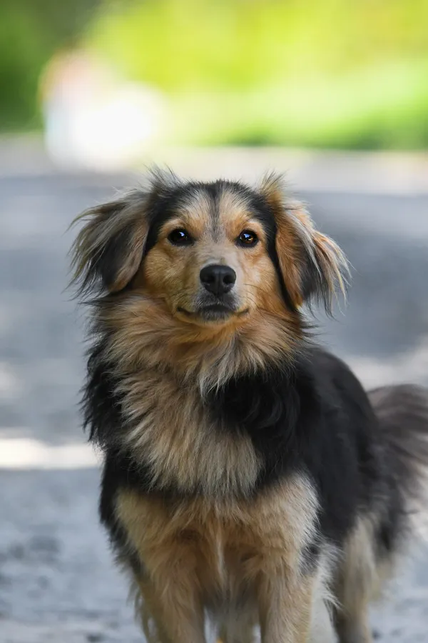 Pies do adopcji, Nowodwór, 4 czerwca 2024 (3/5)