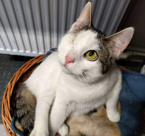 Znaleziono psa, Chojnice, 4 czerwca 2024 (1/2)