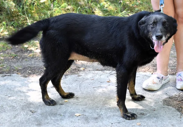 Znaleziono psa, Pieckowo, 4 czerwca 2024 (2/4)