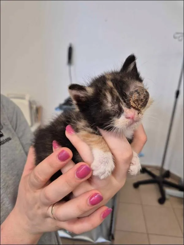 Znaleziono kota, Grudziądz, 4 czerwca 2024