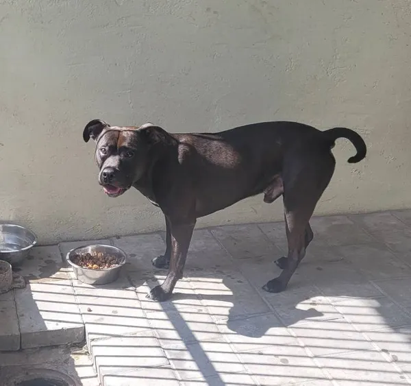 Znaleziono psa, Łódź, 4 czerwca 2024 (1/2)