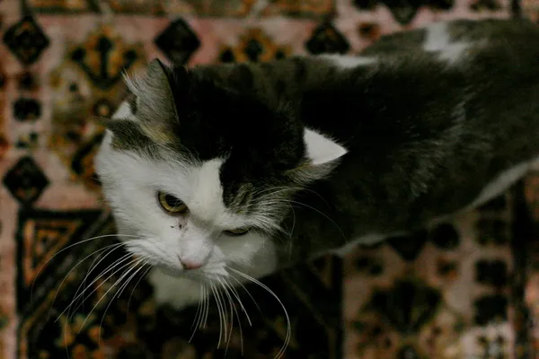 Kot do adopcji, Wałbrzych, 25 sierpnia 2024 (2/2)