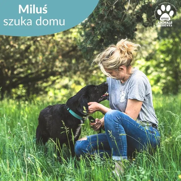 Pies do adopcji, Dąbrówka, 5 czerwca 2024 (3/5)