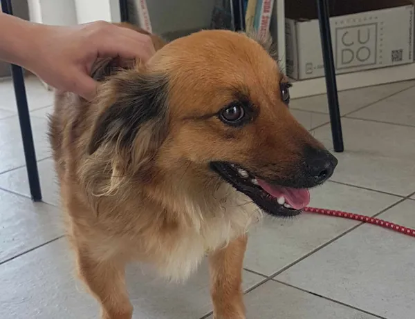 Znaleziono psa, Świdnica, 5 czerwca 2024