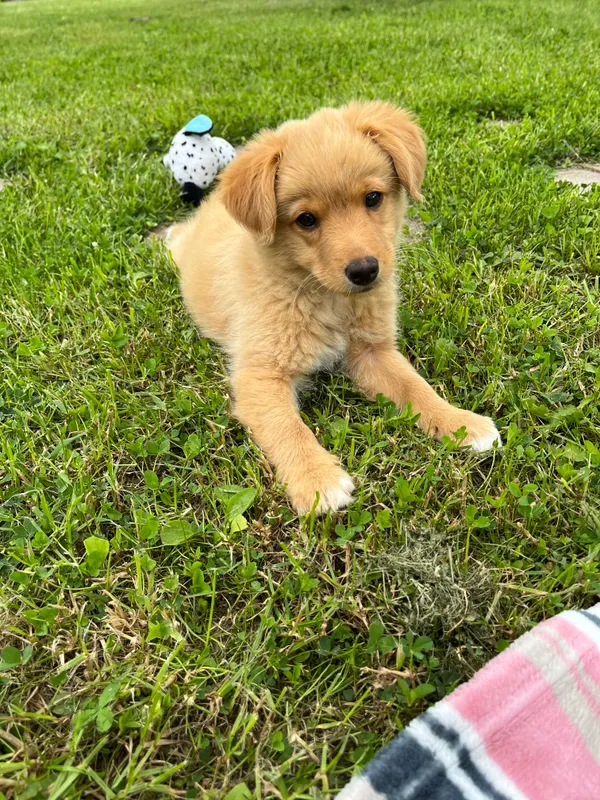 Znaleziono psa, Rzeszów, Przybyszówka, 5 czerwca 2024