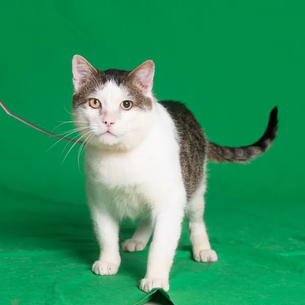 Kot do adopcji, Gdańsk, 5 czerwca 2024